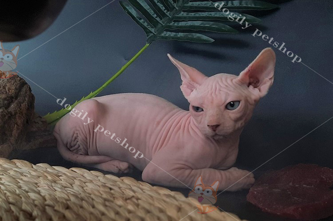 Mèo không lông Sphynx Ai Cập - Thông tin, đặc điểm, cách nuôi và giá bán 2021